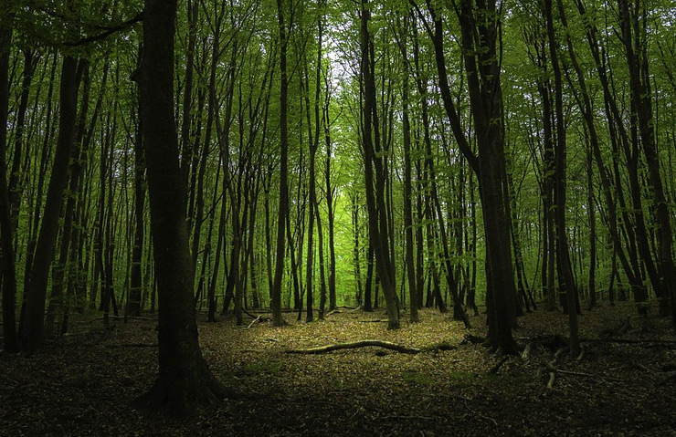 Au cœur de la forêt de Fontainebleau